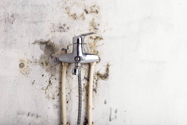 Best Post-Flood Mold Remediation in Selmont West Selmont, AL
